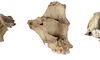Instituto de Arqueologa de Mrida participa en un estudio que documenta otro episodio de canibalismo en Atapuerca