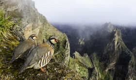 FIO convoca una nueva edicin de su concurso internacional de fotografa de aves FIO convoca una nueva edicin de su concurso internacional de fotografa de aves