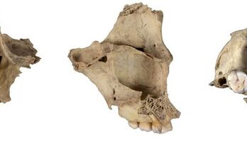Instituto de Arqueologa de Mrida participa en un estudio que documenta otro episodio de canibalismo en Atapuerca